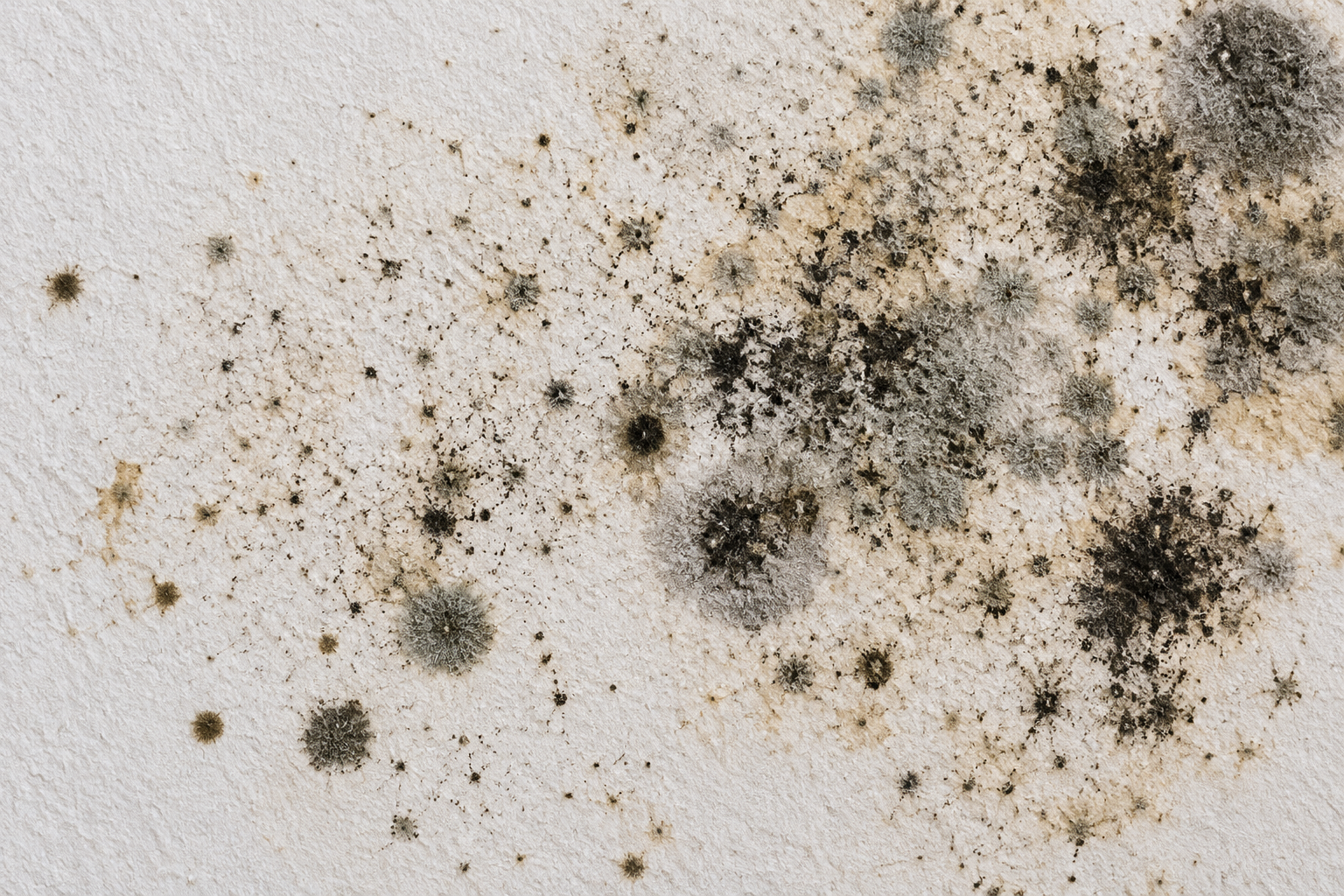 Close-up of white drywall covered with scattered black, gray, and dark green mold spots, including larger fuzzy patches and smaller clusters spreading across the textured surface.