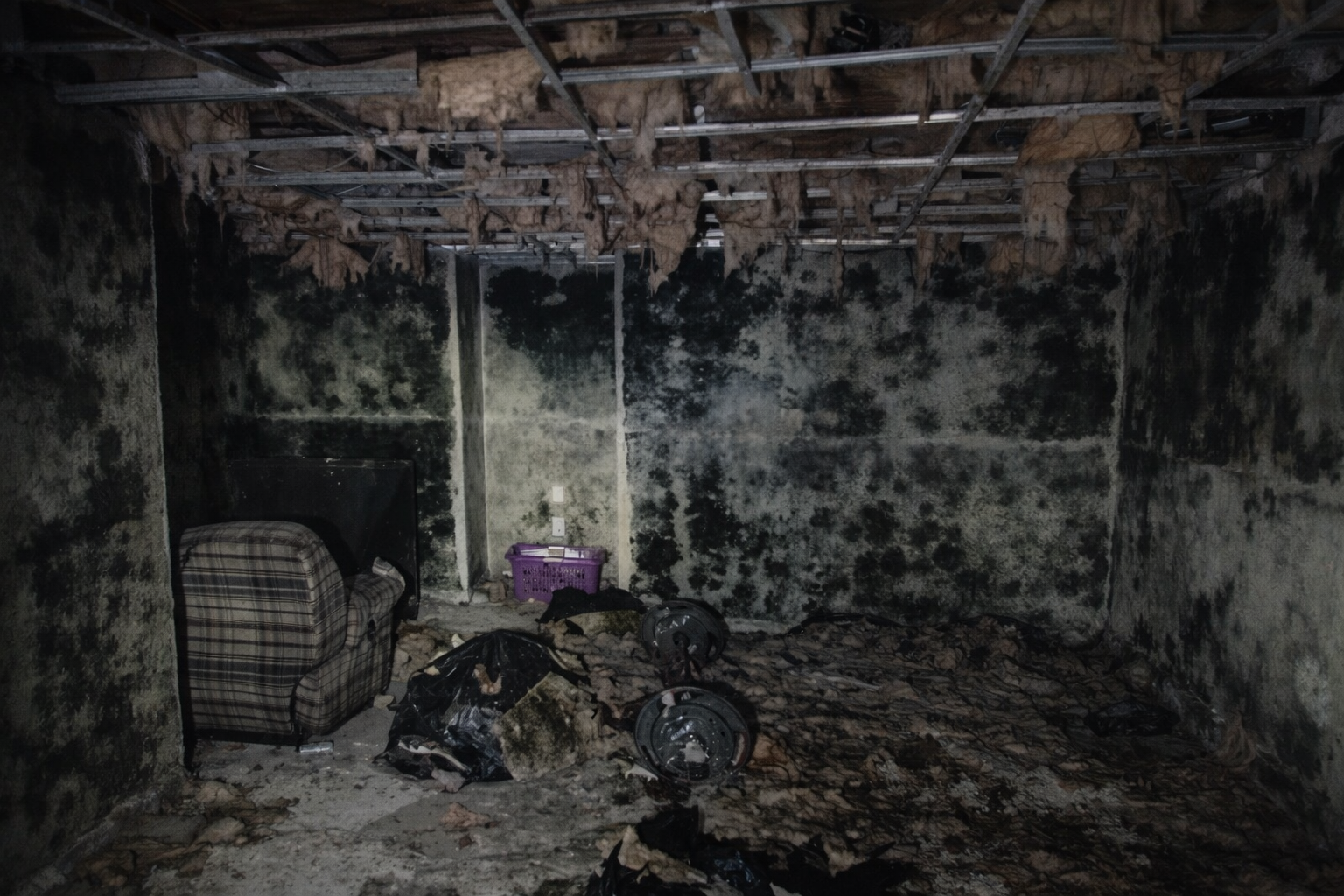 Before mold remediation in a Georgia home, showing extensive mold growth on basement walls, exposed framing, and insulation caused by long-term moisture intrusion.