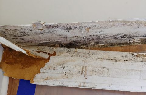 Image depicting the Service Mold Remediation