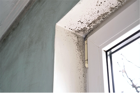 Where and Why Mold Grows in Your Home