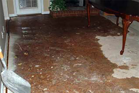 How Quickly Can Mold Show Up After Water Damage?