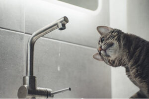 Cat looking at dripping faucet