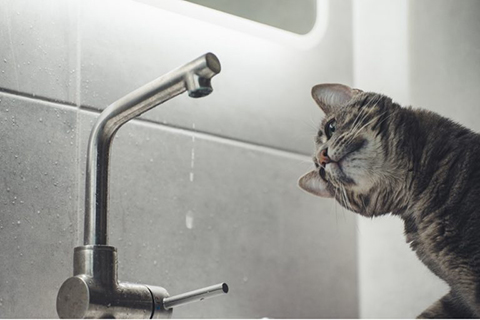 Cat looking at dripping faucet