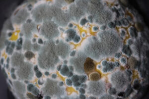 Up close photo of mold spore