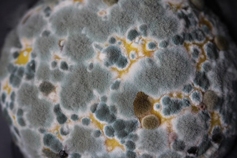 Up close photo of mold spore