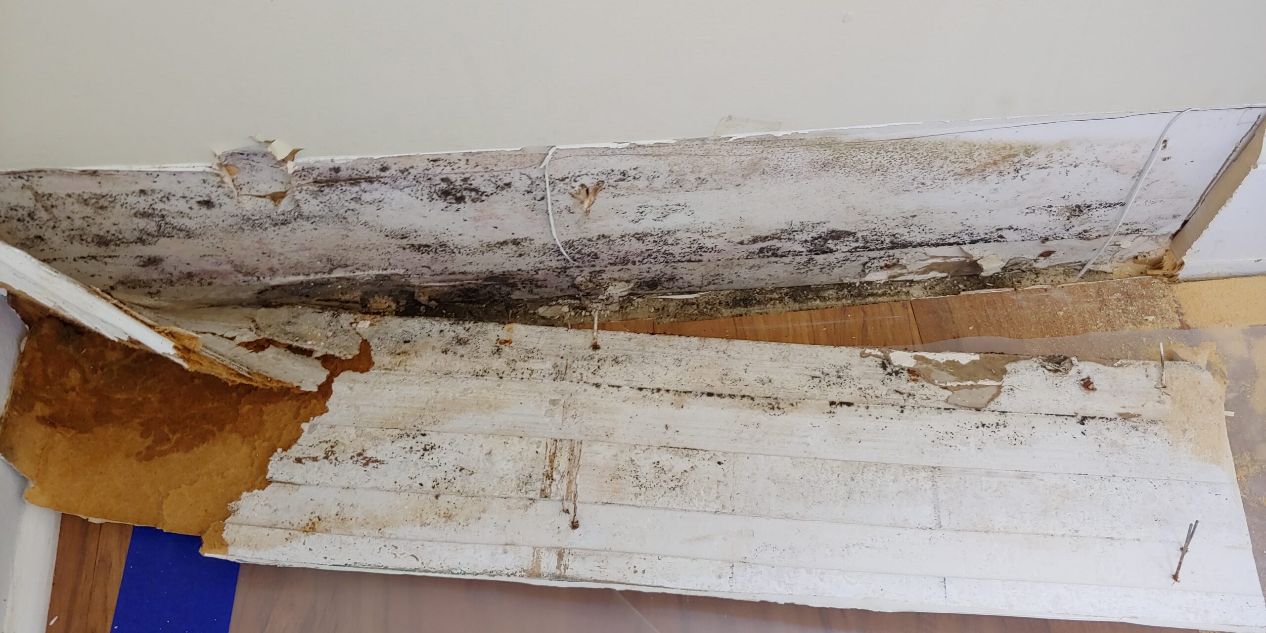 mold